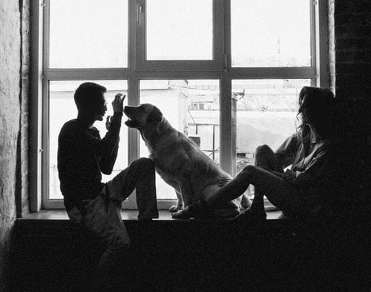Strange Dogs Behavior and Training Austin Texas