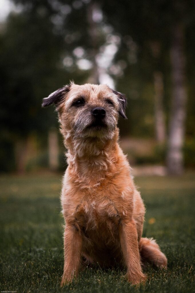 Scott Moran is a certified dog behavior consultant in Austin, TX (CBCC-KA, CSAT, FFCP)