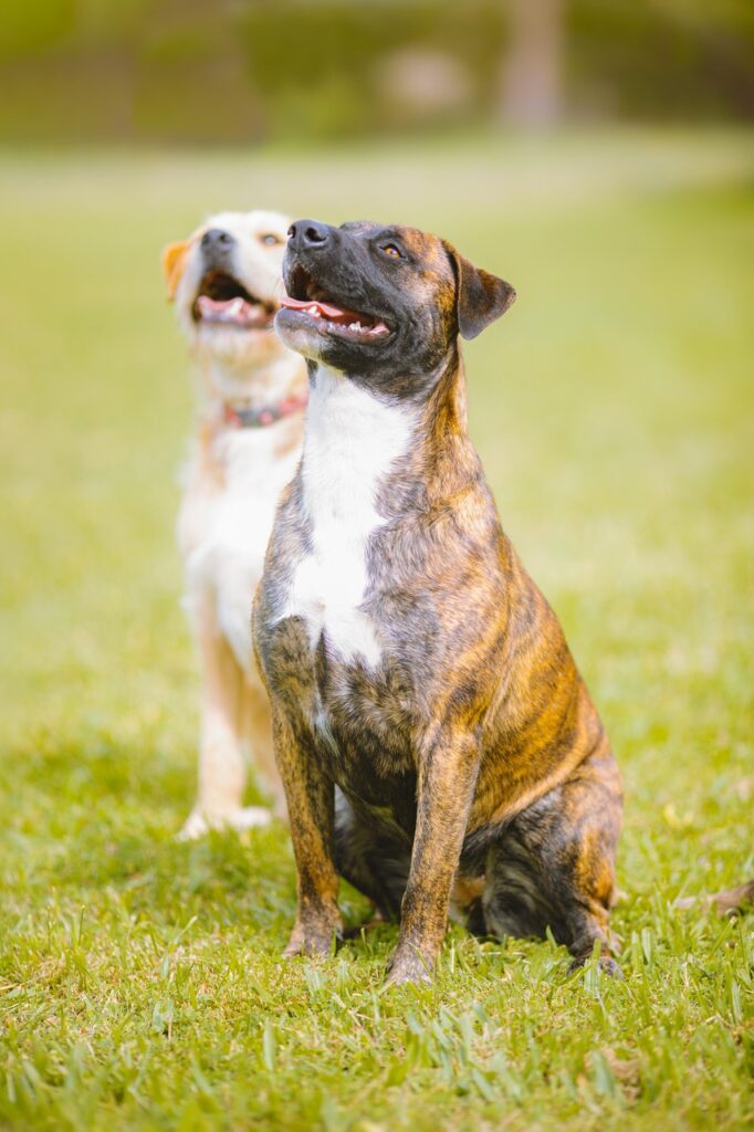 dogs, pitbulls, grass, running, canine, pets, animals, nature, outdoors