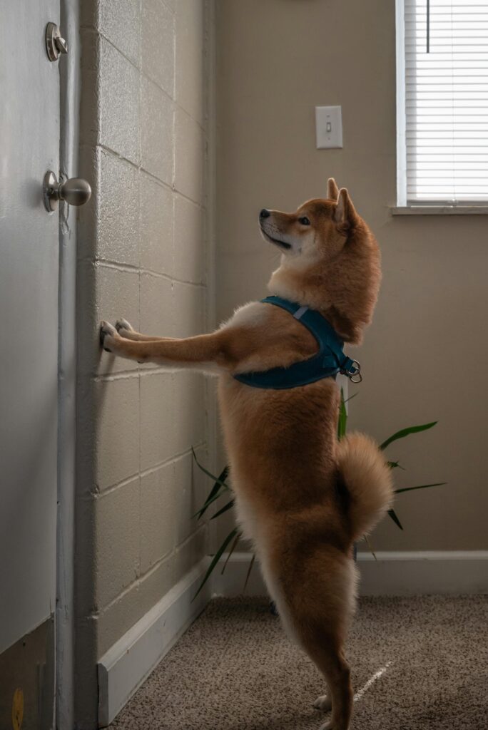 Scott Moran, Austin, Texas. Strange dogs behavior and training.