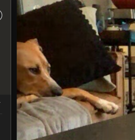Separation anxiety training