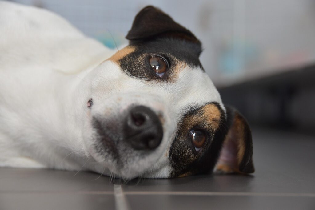 jack russel, nature, look, dog, cute, pet, terrier, animal, loyal, to look at, sunset