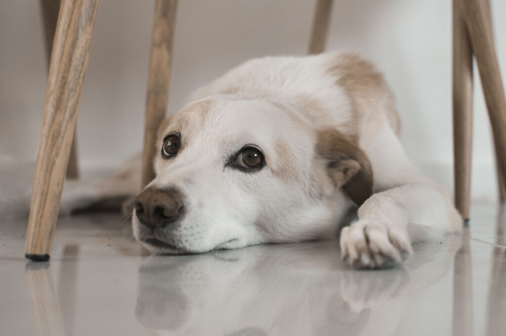A calm dog lying on a shiny floor, gazing into the distance in a cozy home setting.