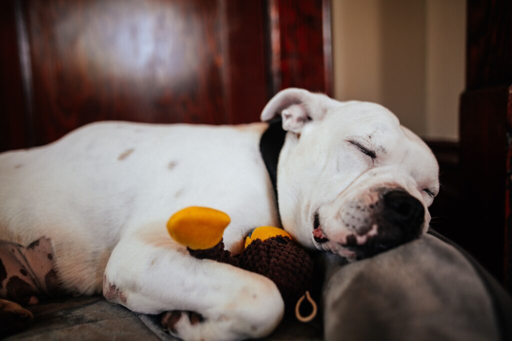 Cute purebred white dog with closed eyes napping on comfortable bed while embracing toy at home